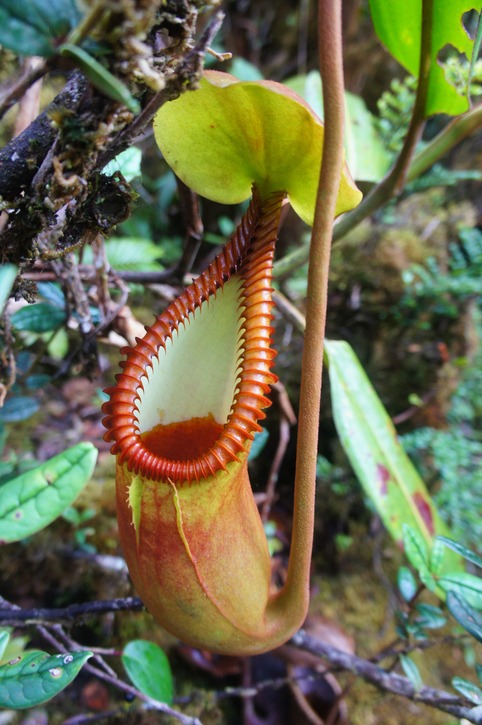 pitcher plant in forest