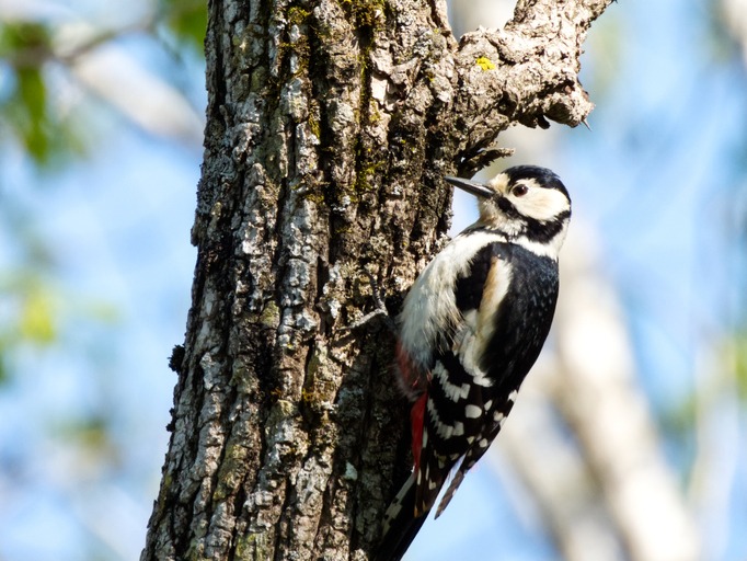 red-cockaded woodpecker