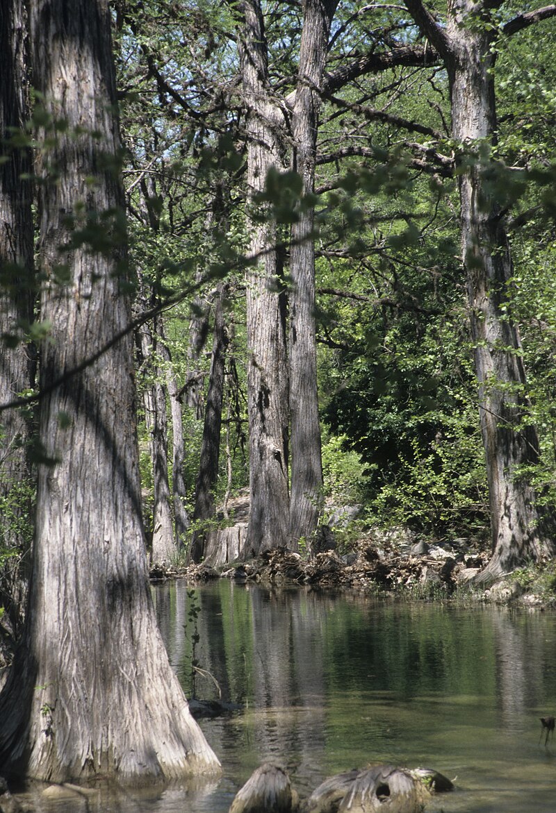 Bald Cypress