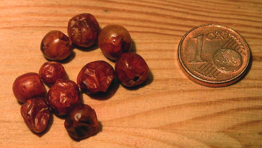 Capsicum annuum chiltepin dried