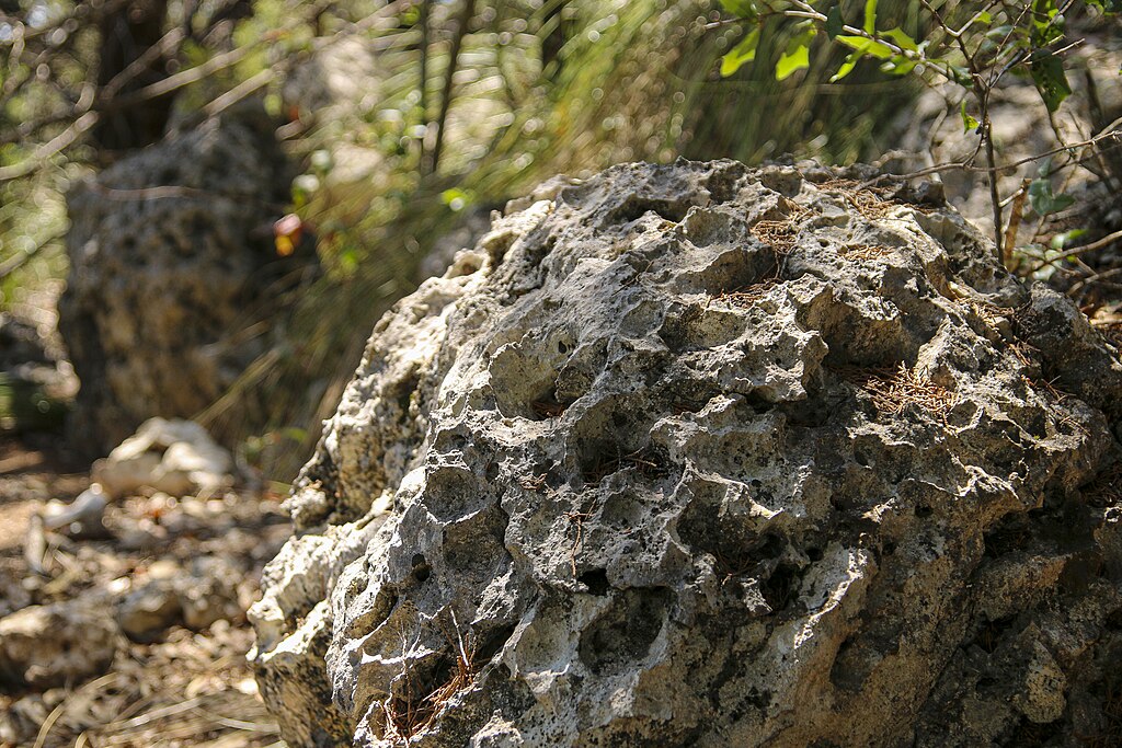Limestone rock showing its honeycomb-like structure