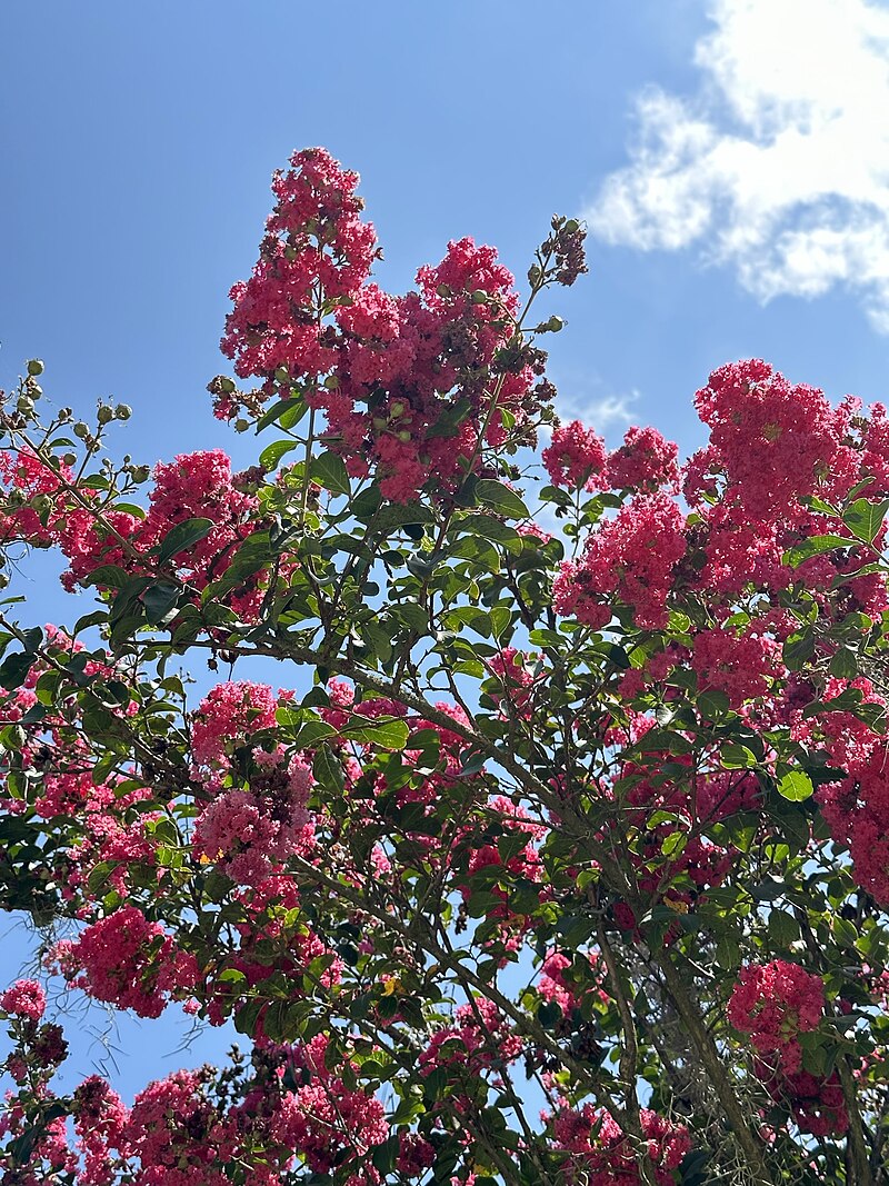 Louisiana Pink Crepe Myrtle