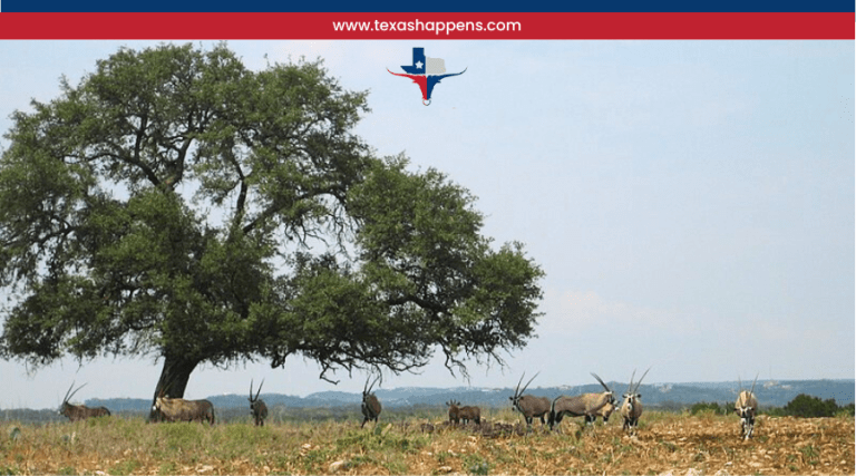 What Animals Can You See at the Natural Bridge Wildlife Ranch?