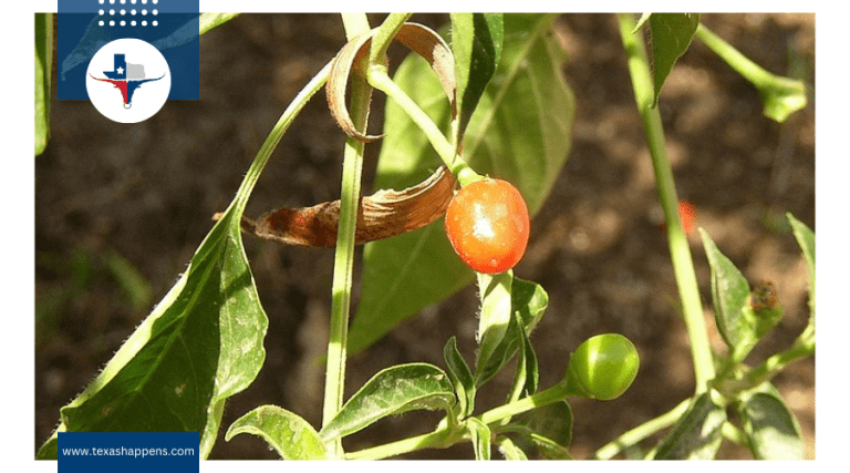 What Makes Chiltepin the ‘Mother of All Peppers’ in Culinary History?
