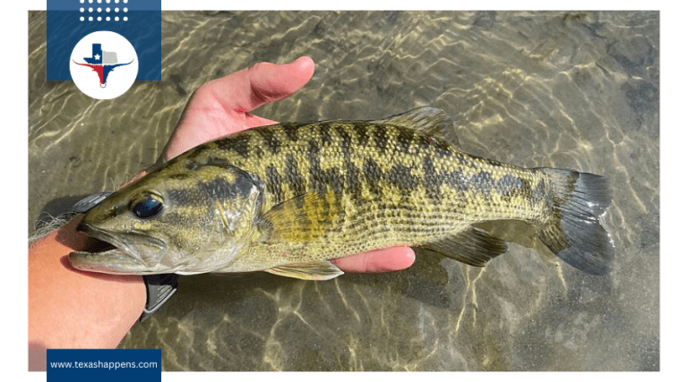 What Makes the Guadalupe Bass the Official State Fish of Texas?