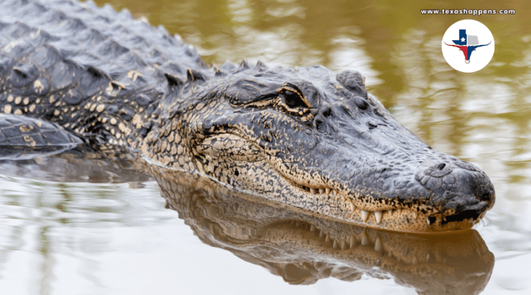 Alligator Hotspots in Texas: Where to See Them