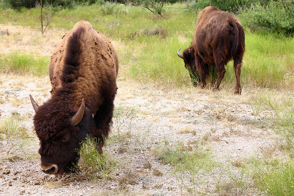 Bison grazing in San Angelo State Park