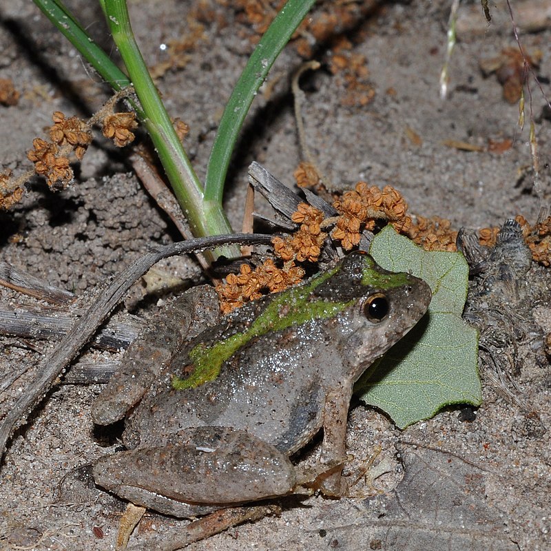 Blanchard’s cricket frog
