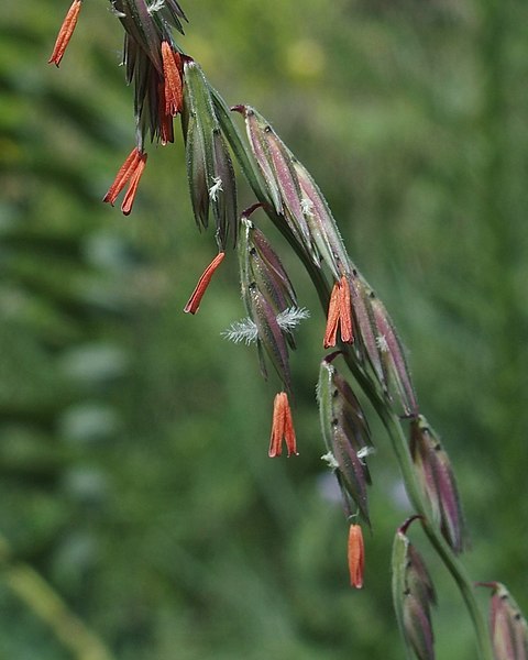 Bouteloua curtipendula closeup of spikes in bloom