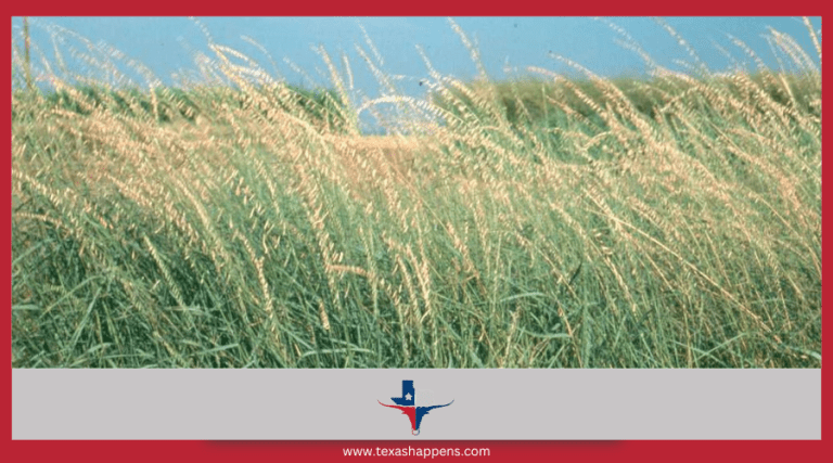 How Can Sideoats Grama Benefit Texas Ranchers and Farmers?