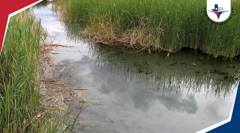 How Have the Artesian Springs at Balmorhea Shaped Local History?