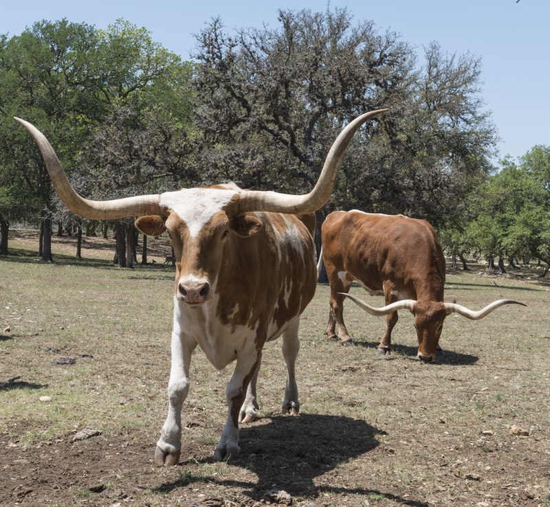 Texas longhorn cattle in Boerne, Texas