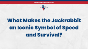 What Makes the Jackrabbit an Iconic Symbol of Speed and Survival?