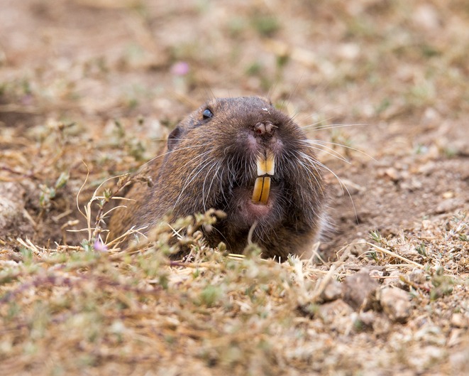 a gopher peeking out of dirt