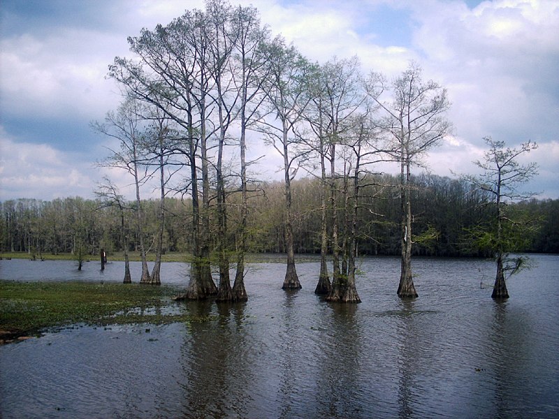 Caddo Lake during winter