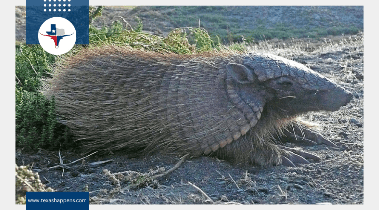 Everything You Need to Know About Armadillos in Texas