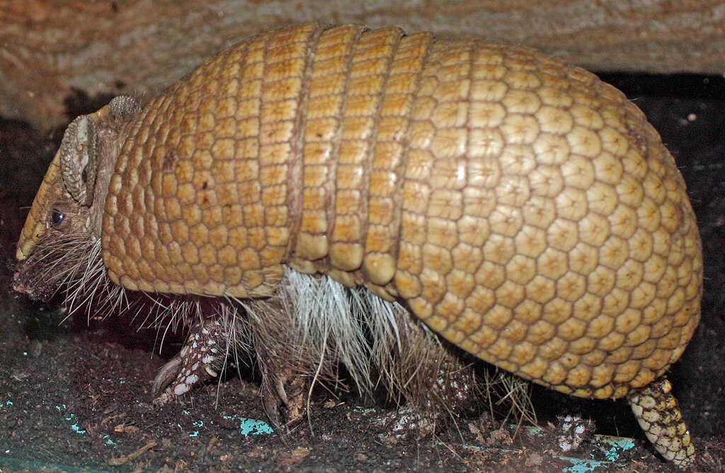 Southern three-banded armadillo