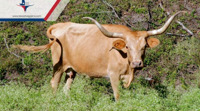 How the Longhorn Became the Iconic Symbol of Texas?