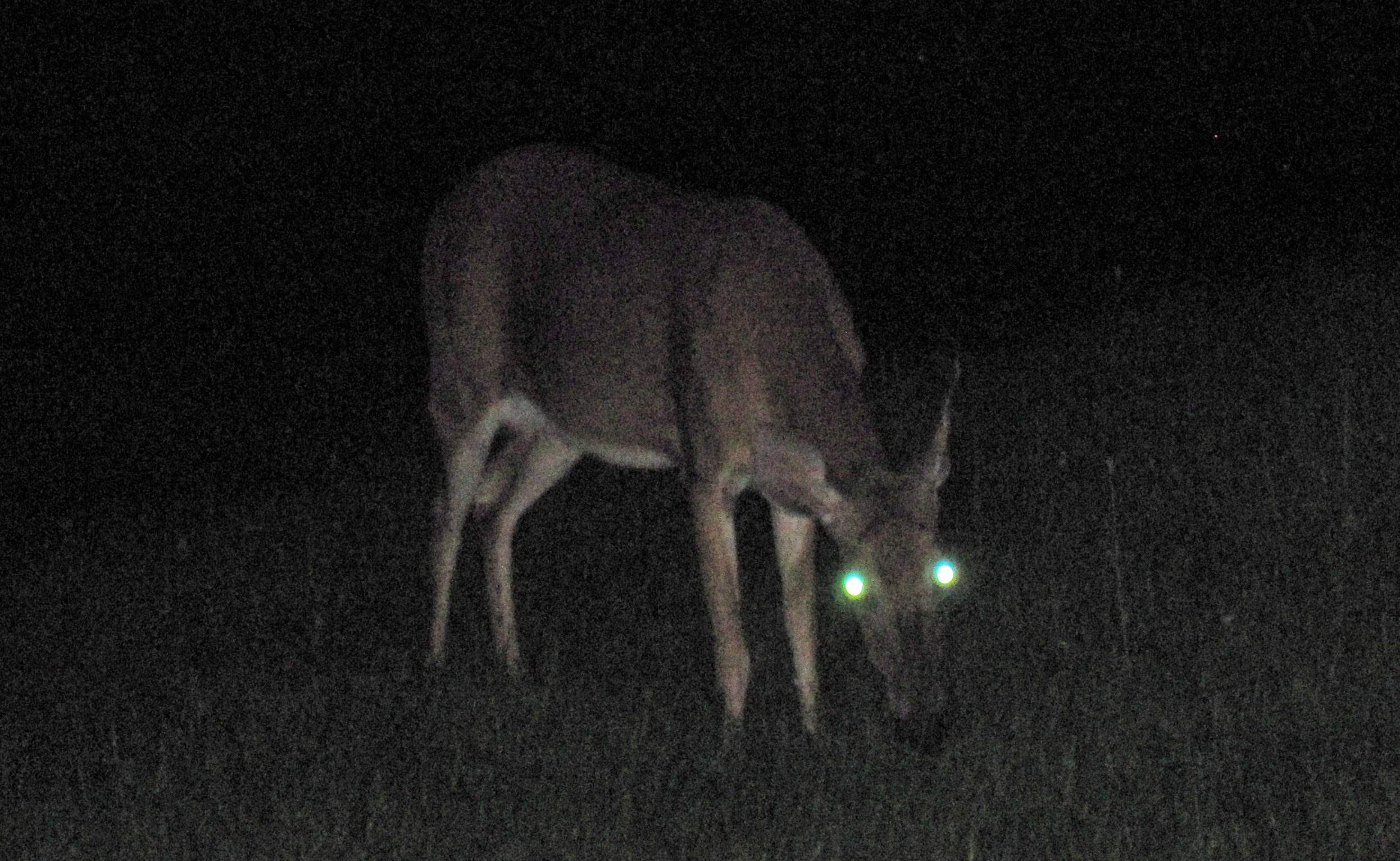 Unusual Wildlife Discoveries