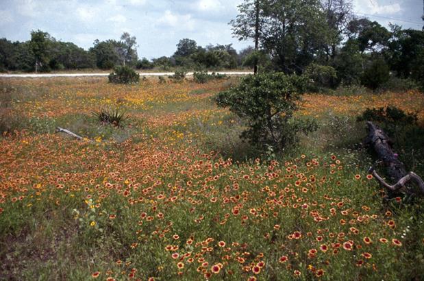 Wimberley: Natural Wonders