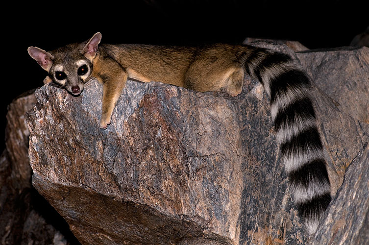 Ringtail in Phoenix, Arizona
