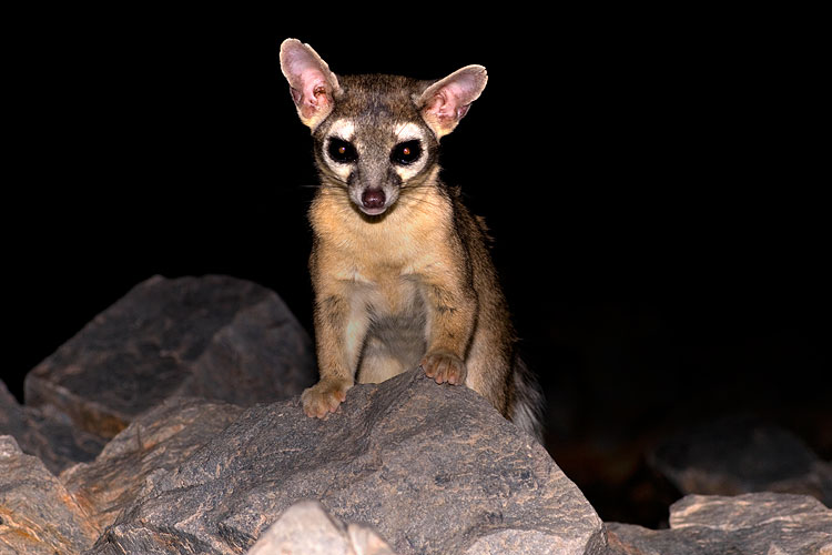The Nocturnal Hunter Feeding Habits and Survival Strategies
