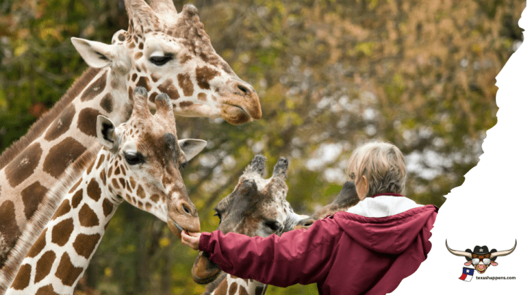 Abandoned Zoo Texas: Exploring Forgotten Wildlife Attractions