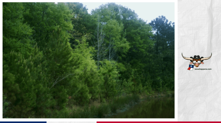 Piney Woods Historic Towns Exploring Texas Heritage and Charm