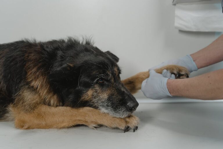 The Importance of a Reliable Emergency Vet in Texas