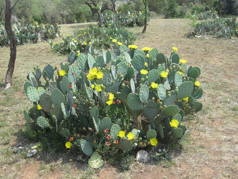 Prickly pear cactus, an important summer food for the Coahuiltecan